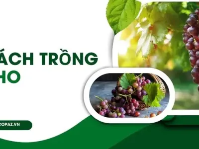 Hướng dẫn trồng nho đúng cách cho năng suất cao quả ngọt