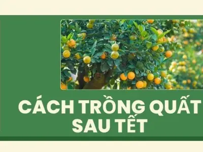 Hướng dẫn cách trồng quất sau tết đơn giản và hiệu quả