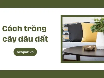Cách trồng cây dâu đất cho năng suất cao trong vườn nhà