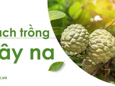 Hướng dẫn cách trồng cây na năng suất cao dễ dàng chăm sóc
