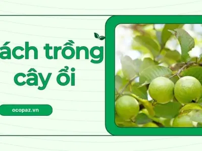 Mẹo trồng cây ổi sạch không sâu bệnh an toàn cho sức khỏe