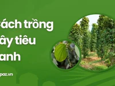 Trồng cây tiêu xanh đúng cách để đạt năng suất cao