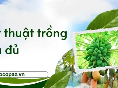 Kỹ thuật trồng đu đủ đạt năng suất cao cho nhà nông