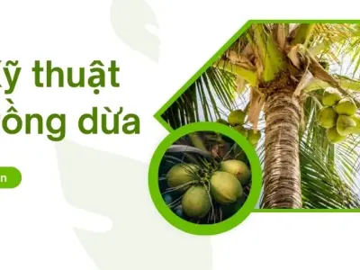 Hướng dẫn cách trồng dừa đạt hiệu quả cao nhất hiện nay