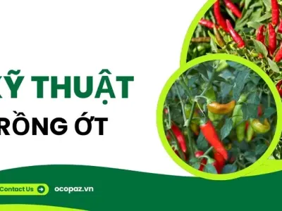 Kỹ thuật trồng ớt hiệu quả giúp cây phát triển nhanh chóng