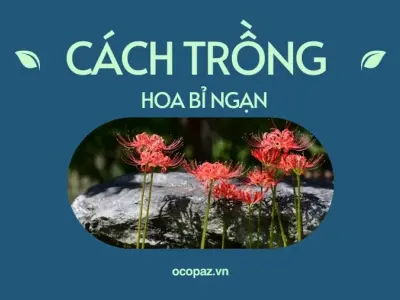 Hướng dẫn trồng hoa bỉ ngạn đúng cách để cây ra hoa nhanh