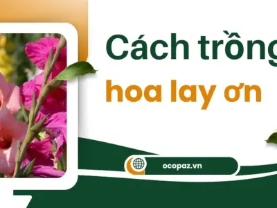 Bí quyết trồng hoa lay ơn xanh tươi và dễ chăm sóc