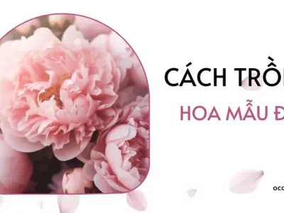 Hướng dẫn bí quyết trồng hoa mẫu đơn tươi đẹp quanh năm