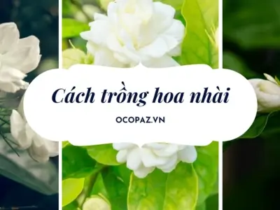 Hướng dẫn cách trồng hoa nhài nở rộ quanh năm đơn giản