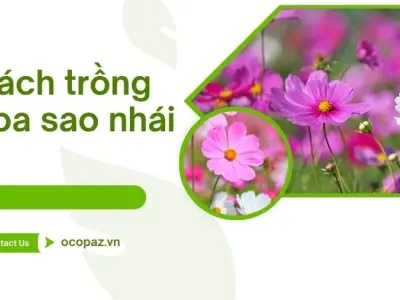 Bí quyết trồng hoa sao nhái ra nhiều hoa chăm sóc dễ dàng