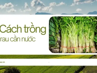 Những điều cần biết khi trồng rau cần nước trong vườn