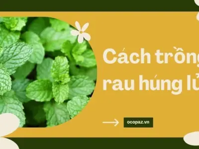 Tại sao bạn nên trồng rau húng lủi trong vườn nhà