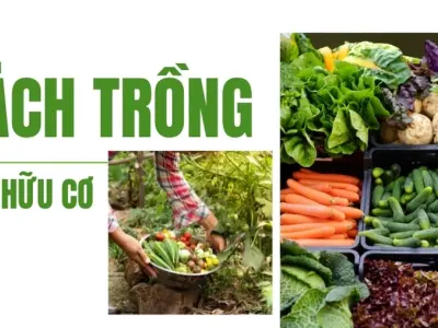 Tìm hiểu kỹ thuật trồng rau hữu cơ sạch tại nhà đơn giản