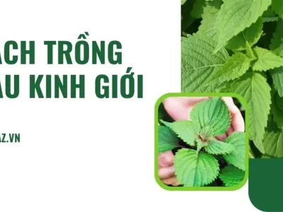 Hướng dẫn cách trồng rau kinh giới tại nhà trong vườn nhỏ