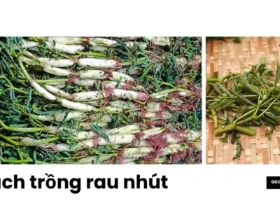 Trồng rau nhút đúng kỹ thuật giúp cây phát triển tốt