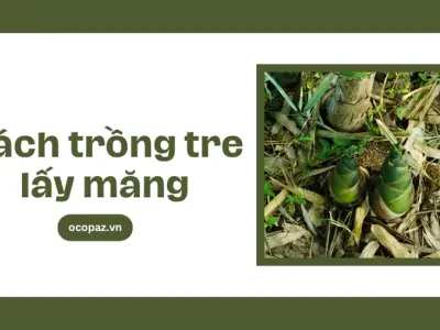 Những điều cần biết khi trồng tre lấy măng tại vườn