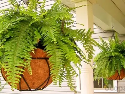 Cây Dương Xỉ - Lợi ích vàng đối với sức khỏe và phong thủy