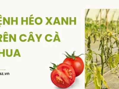 Bệnh héo xanh trên cây cà chua là gì? Cách chữa trị dứt điểm