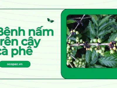 Các loại bệnh nấm thường gặp trên cây cà phê và cách trị