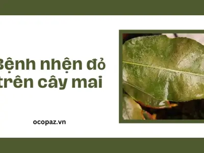 Tìm hiểu bệnh nhện đỏ trên cây mai và cách xử lý nhanh chóng