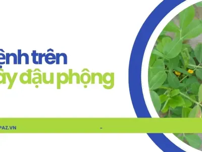 Những bệnh thường gặp trên cây đậu phộng và cách điều trị