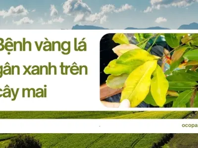 Phòng tránh bệnh vàng lá gân xanh trên cây mai đúng cách