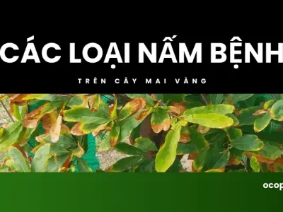 Hướng dẫn phòng và trị nấm bệnh trên cây mai vàng hiệu quả