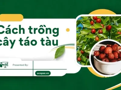Hướng dẫn trồng và chăm sóc cây táo tàu đúng phương pháp