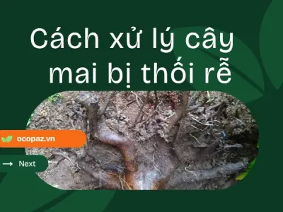 Hướng dẫn cách xử lý cây mai bị thối rễ đơn giản tại nhà