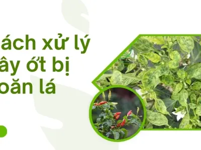 Cách xử lý cây ớt bị xoăn lá hiệu quả giúp cây khỏe mạnh