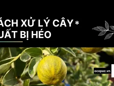 Hướng dẫn cách xử lý cây quất bị héo giúp cây hồi phục