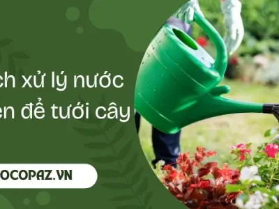 Hướng dẫn cách xử lý nước phèn tưới cây đảm bảo cây xanh tốt