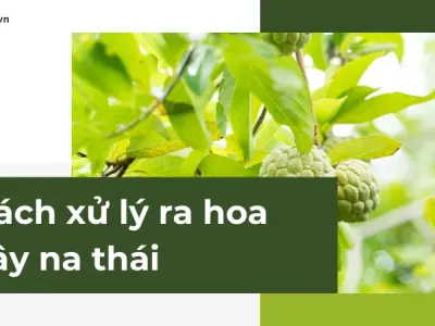 Hướng dẫn cách xử lý ra hoa cây na thái theo từng giai đoạn