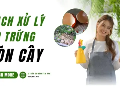 Hướng dẫn cách xử lý vỏ trứng bón cây hiệu quả tại nhà