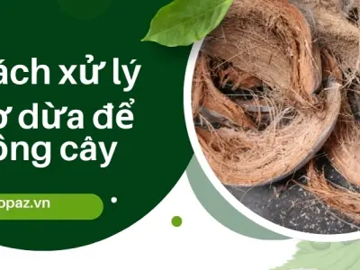 Bí quyết xử lý xơ dừa để trồng cây không bị nấm mốc