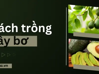 Cây bơ hợp với đất gì? Cách trồng giúp cây phát triển tốt