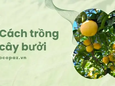 Bí quyết chăm sóc cây bưởi giúp cây phát triển mạnh