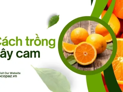 Hướng dẫn cách trồng cây cam sai quả chất lượng cao