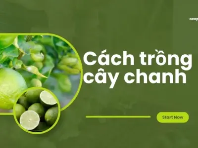 Bí quyết trồng cây chanh trong chậu cho năng suất cao