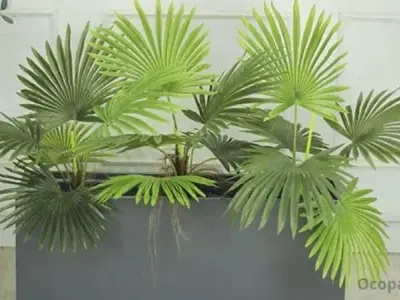 Phong thuỷ cây cọ cảnh, cách trồng và chăm sóc đơn giản