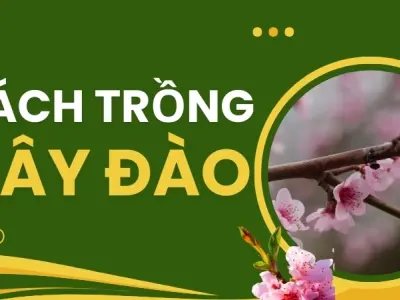 Kỹ thuật trồng cây đào tại nhà giúp cây phát triển tốt