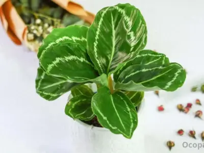 Các loại cây đuôi công, tác dụng và cách chăm sóc?