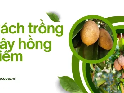 Hướng dẫn trồng cây hồng xiêm đúng cách giúp cây ra quả sai