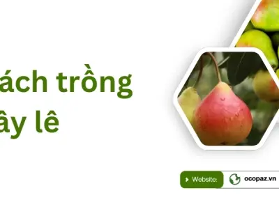 Hướng dẫn trồng cây lê cho quả sai và chất lượng cao