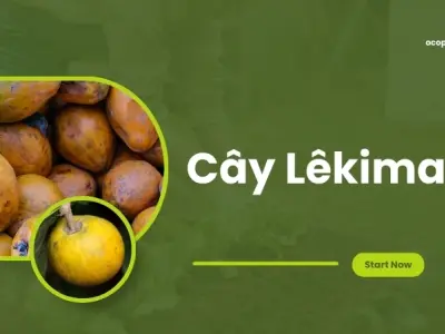 Hướng dẫn trồng và chăm sóc cây lê ki ma đúng kỹ thuật