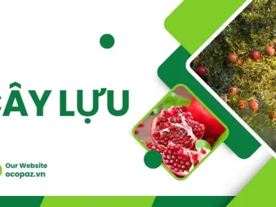 Hướng dẫn trồng và chăm sóc cây lựu sai quả quanh năm