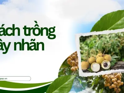 Bí quyết chăm sóc cây nhãn giúp cây khỏe mạnh ít sâu bệnh