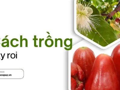 Cách trồng cây roi từ hạt và kỹ thuật chăm sóc đúng cách
