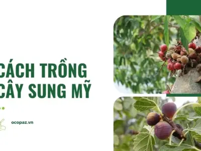 Cách trồng cây sung Mỹ tại nhà cho trái ngọt quanh năm