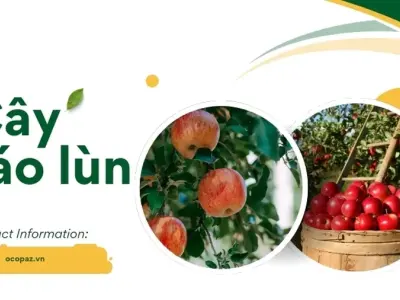 Cây táo lùn có gì đặc biệt? Cách trồng và chăm sóc